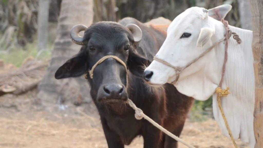  Cow and Buffalo pic